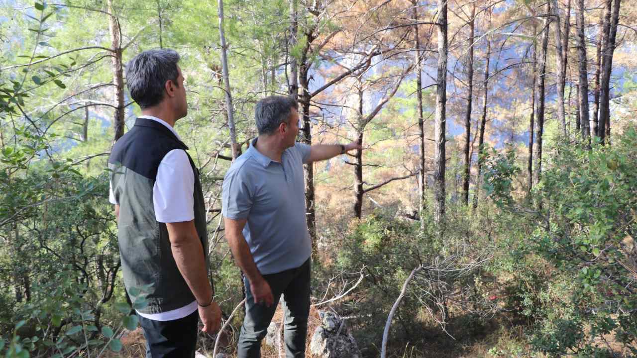 Muglada Yanginin Ardindan Baslatilan Agaclandirma Hiz Kesmiyor (1)