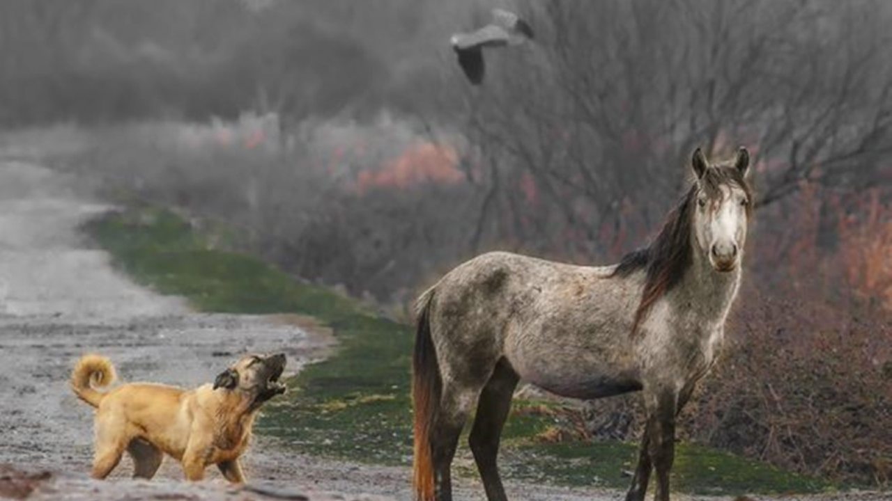 Samsunda Doga Asiklarinin Gozdesi Sira Disi Anlar (4)