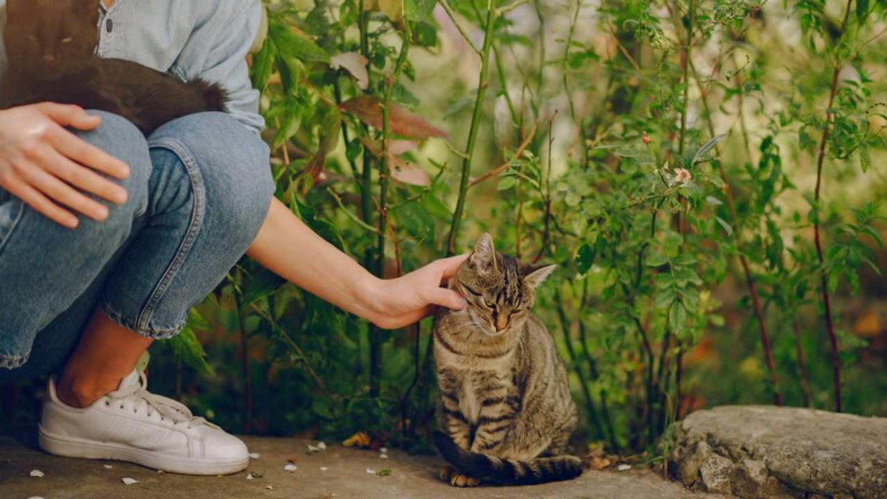 4 Ekim Dunya Hayvanlari Koruma Gunu Nedir Hayvanlari Koruma Gunu Sozleri Ve Mesajlari