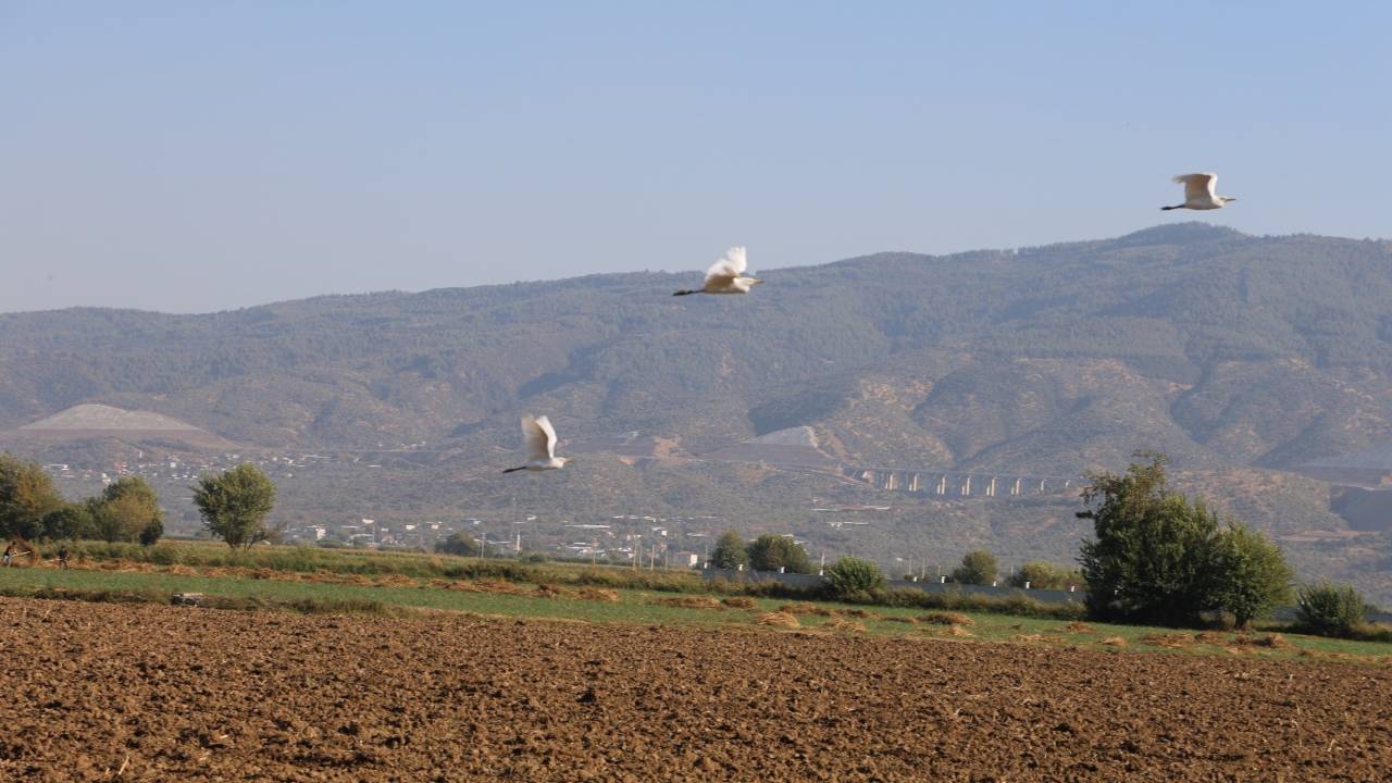 Aydinda Ciftcilere Surpriz Destek Su Kuslari Zararli Boceklerle Savasiyor (1)