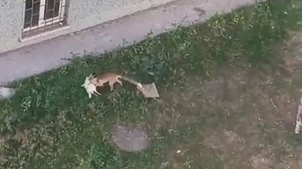 Erzurumda Tilki Gunduz Ortasinda Tavugu Kacirdi1