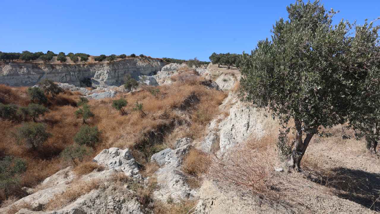 Hatayda Dev Yarik Zeytin Bahcesini Ikiye Boldu